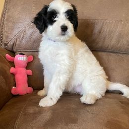 Portuguese Water Dog Puppies from Delgatty PWDs