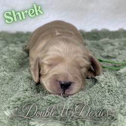 Shrek -AKC - Cream male Dachshund puppy in Alto, Texas from Double W Doxies