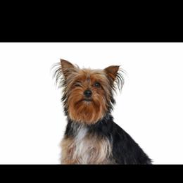 Wilma - Yorkshire Terrier