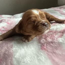 Girl 3 - Ruby female Cavalier King Charles Spaniel puppy in Watkinsville, Georgia from Cavaliers of Windsor