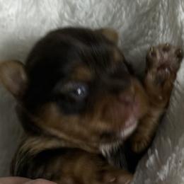 Lucky AKC - Chocolate and tan male Yorkshire Terrier puppy in Labelle, Florida from Chocolate and Parti Yorkies in Florida