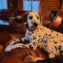 Rose - Dalmatian