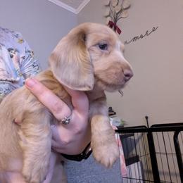 Dachshund Puppies from Az's B&B Doxies