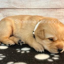 White - Yellow male Labrador Retriever puppy in Moyock, North Carolina from Shoreline Labradors