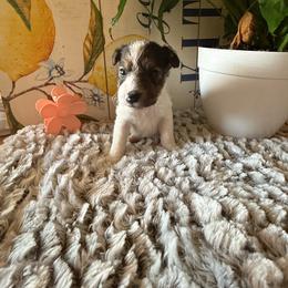 Bonnie Hopps - White black and tan female Wire Fox Terrier puppy in Liberty, Kentucky from A day in the life of a wire fox terrier