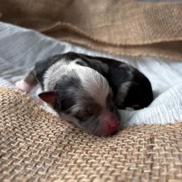 Smokey - Blue merle male Toy Australian Shepherd puppy in Quincy, Michigan from Ivy Meadows and Friends