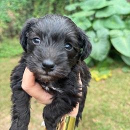Merci Mini ESA therapy lines - Black and white female Schnoodle puppy in Temple, Texas from Schnauzers Of Taylor