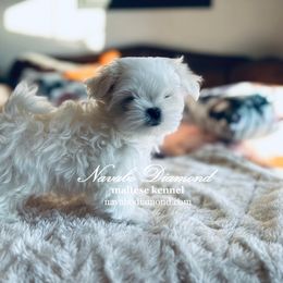 Boy 2 Amethyst - White Maltese puppy in Snowville, Utah from Navabo Diamond