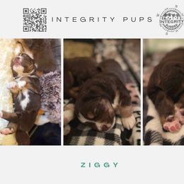 Australian Shepherd and Miniature Australian Shepherd Puppies from Integrity Aussies Tx