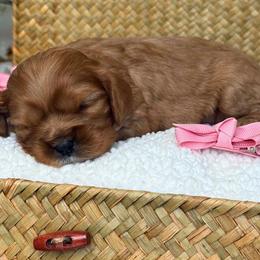 Pinky - Ruby female Cavalier King Charles Spaniel puppy in Yuciapa, California from AlltheDoodlez_
