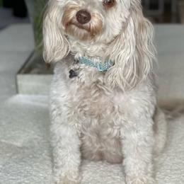 Laney - Goldendoodle