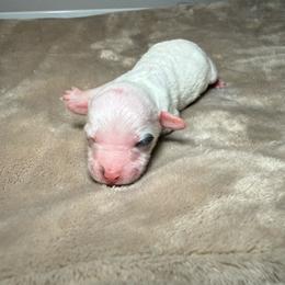 AKC Simon - Parti male Poodle puppy in Tampa, Florida from The Sweet Life of a Toy Poodle