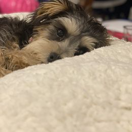 Schnoodle Puppies from Noodle Tings Puppies