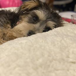 Schnoodle Puppies from Noodle Tings Puppies