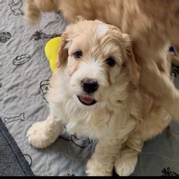 Amy - Apricot female Goldendoodle puppy in Pensacola, Florida from Goldendoodles Love You in Pensacola Friend Edition