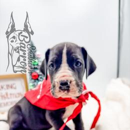 Ozzy - Mantle male Great Dane puppy in Prairieville, Louisiana from Southern Barron Danes & Dachshunds