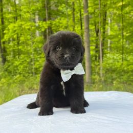 Mia OFA - Black female Newfoundland puppy in Falmouth, Michigan from Dyer Lake Newfoundland’s