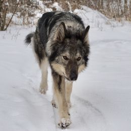Xena - Tamaskan