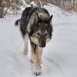 Xena - Tamaskan