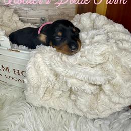 Noelle - Dachshund puppy from Holder’s Doxie Farm