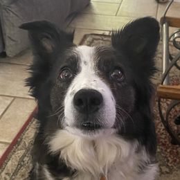 Sadie - Border Collie
