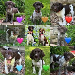 German Shorthaired Pointer puppies from Tipsy Rabbit GSP TopDog Kennel