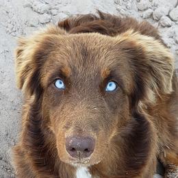 ROMEO - Australian Shepherd