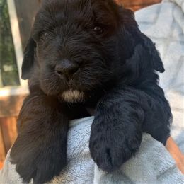 - Goldendoodle puppy in Gig Harbor, Washington from Sandy’s Goldendoodles