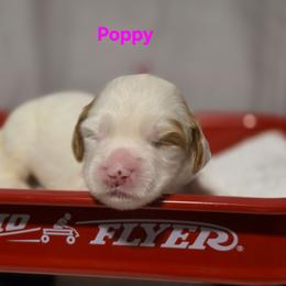 Poppy - Parti female Goldendoodle puppy in Summerville, South Carolina from Channys Doodles