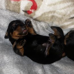 Dachshund Puppies from Hot Dog Haven