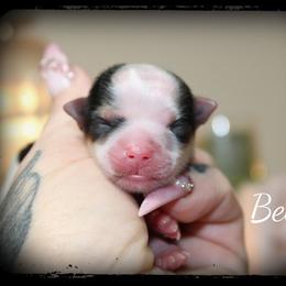 Belle - Parti female Yorkshire Terrier puppy in Warren, Michigan from Danielle's Yorkie Babies