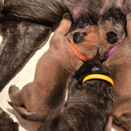 Orange Collar Apricot Girl - Apricot female Mastiff puppy in Auburn, Kansas from Puppy Paradise:  English Mastiff Puppies & Standard Goldendoodle Puppies