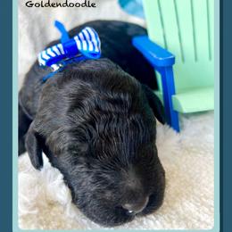 ANTHONY - Black male Goldendoodle puppy in Houston, Texas from Pia’s Doodle Poodle Wag