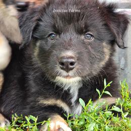Rey - Black tri-color female Australian Shepherd puppy in Smithfield, Utah from Invictus Farms