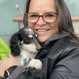 Dachshund Puppies from STORIED DOXIES