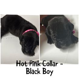 Hot Pink Collar - Black male Cane Corso puppy in Laplace, Louisiana from BFM Cane Corso’s