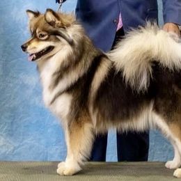 Skye - Finnish Lapphund