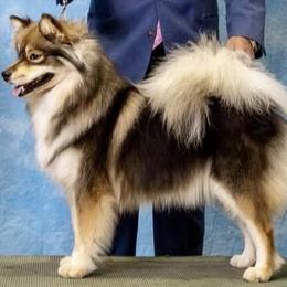 Skye - Finnish Lapphund