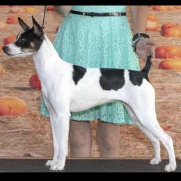 Jazz - White black and tan female Rat Terrier puppy in Ukiah, Texas from Poem's Haven Rat Terriers..AKA Mysthaven Rat Terriers