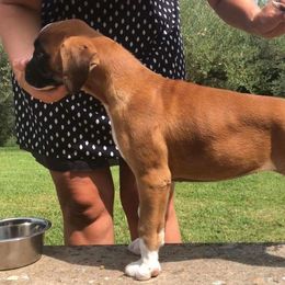 Boxer Puppies from Aleman Boxers