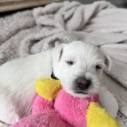 West Highland White Terrier Puppies from Treasure Valley Idaho Westies