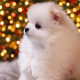 Frost - Cream parti male Pomeranian puppy in Odessa, Texas from Cherry's Poms