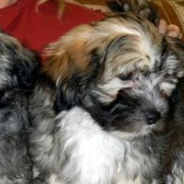 Havanese from Kimbriel Kennels