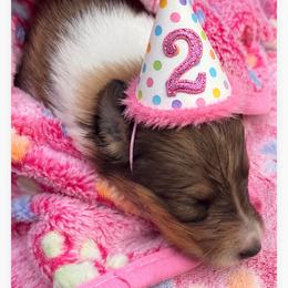 Billie - Sable and white female Collie puppy in Carencro, Louisiana from Cajun Bayou's Collies LLC