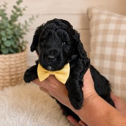 Sawyer - Black male Goldendoodle puppy in Portland, Tennessee from Happy_Tails_by_TJ