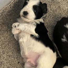 Miniature Schnauzer Puppies from A.R Miniature Schnauzers