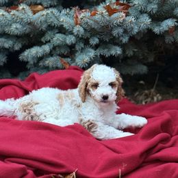 S'mores - Parti male Goldendoodle puppy in Urbana, Illinois from ZaraDoodles