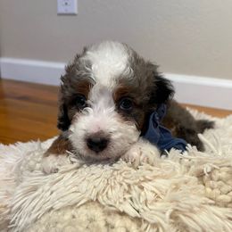 Moose - Tri-color male Bernedoodle puppy in Lodi, California from Olive Hugs & Doodles
