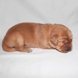 Chai - Dark golden male Golden Retriever puppy in New Weston, Ohio from Bertke AKC Golden Retrievers and Bernese Mountain Dogs