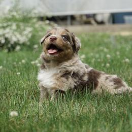 Boy 2 - male Australian Shepherd puppy in Holmesville, Ohio from Coffee Run Spring at Miller Farms